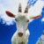 709.gif