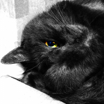 猫知恵 さんのプロフィール写真
