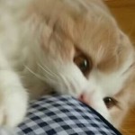 バクダン さんのプロフィール写真